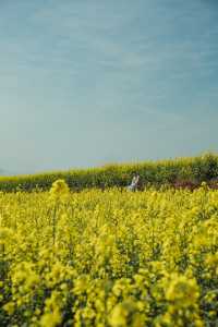 LUOPING IN SPRING 2025