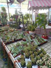 Unexpected Coffee Escape: Nature Meets Noms in Desaru