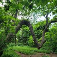 Peaceful Trails & Peak Feels at Baekdeoksan 