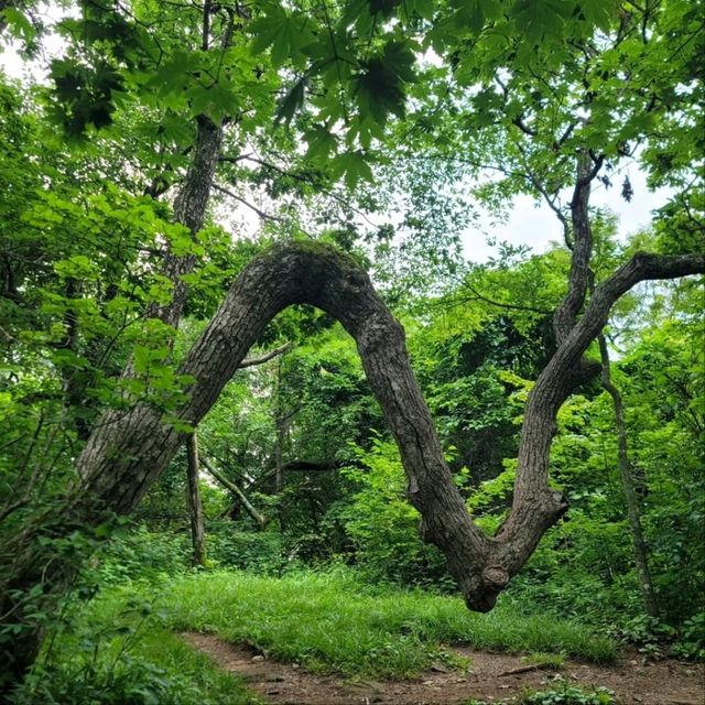 Peaceful Trails & Peak Feels at Baekdeoksan 