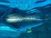 【越前松島水族館でふれあい満喫🐬】海の仲間と過ごす癒しの時間🌊✨