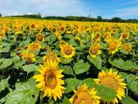 Hokuryu Sunflower Village