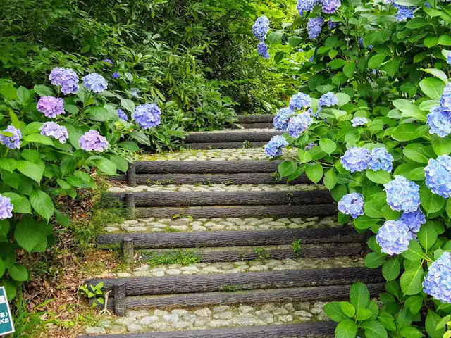 【異国の森で花と癒しの散歩🌿レッドヒル ヒーサーの森】