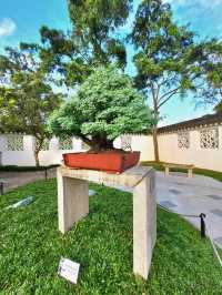 Time-honored Bonsai collection at the Bonsai Garden