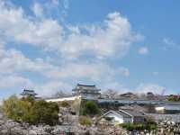 古城與櫻花的浪漫邂逅/姬路城/白鷺城