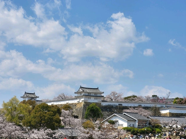 古城與櫻花的浪漫邂逅/姬路城/白鷺城