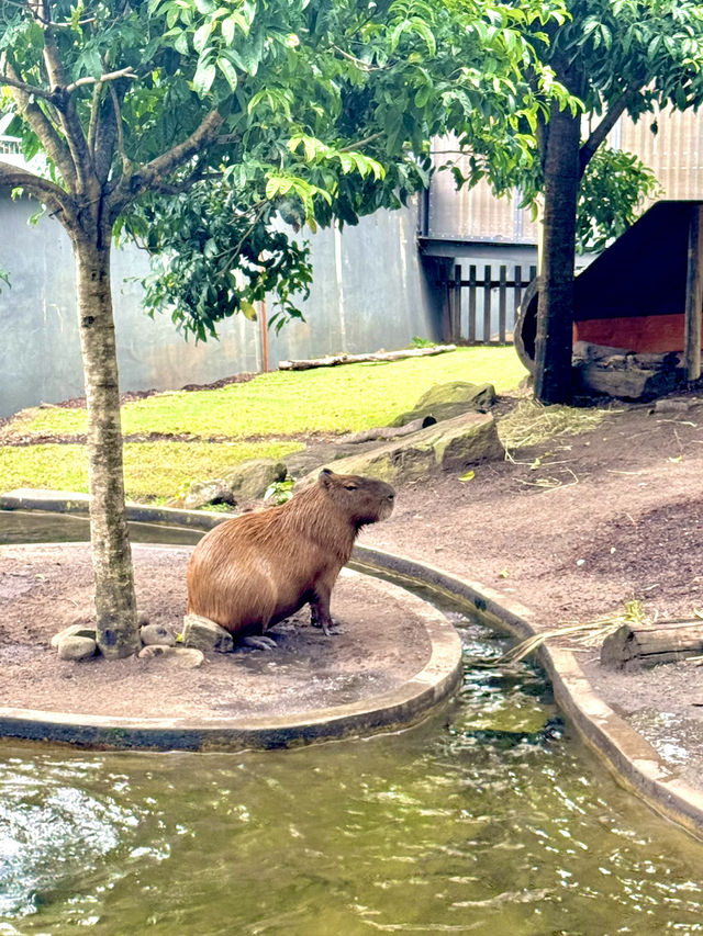 🦒🐨 Wild Day Out at Taronga Zoo Sydney! 🌿🌊