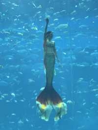 VinWonders Phú Quốc – A full-day theme park experience you shouldn’t miss! ⭐️⭐️⭐️⭐️⭐️