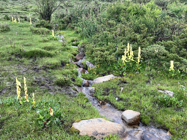 🌲🌊 Mugecuo Lake (木格措) — Highland Gem Near Kangding