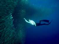 Napaling Reef 自由潛水看沙甸魚風暴