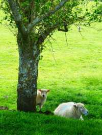 ไปหาน้องแกะที่ Ambury Farm Regional Park📍🐑
