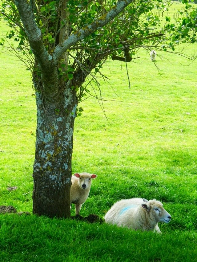 ไปหาน้องแกะที่ Ambury Farm Regional Park📍🐑