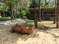 Vinpearl Safari Fun