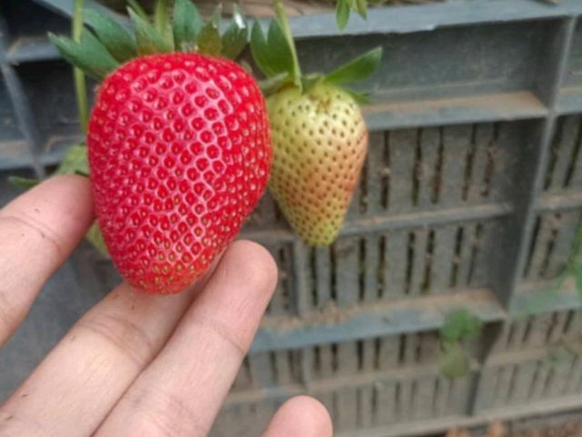 Agro tourism in kurseong hills. 