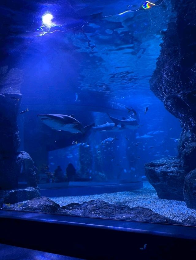 Sea Life Bangkok Ocean World จ.กรุงเทพฯ