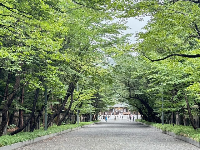 北海道大學|城市中的綠意書卷風景 北海道大學|城市中的綠意書卷風景