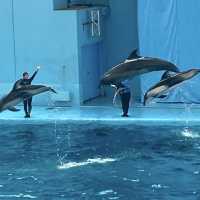 【神奈川/横浜🇯🇵】海と生き物と遊びが融合🐠🫧‪横浜・八景島シーパラダイス
