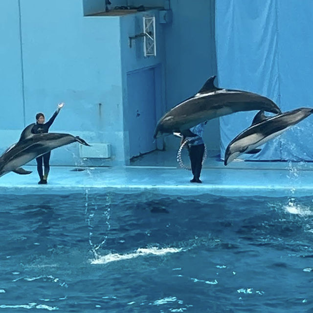 【神奈川/横浜🇯🇵】海と生き物と遊びが融合🐠🫧‪横浜・八景島シーパラダイス