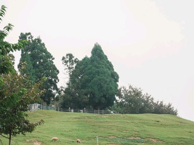Cloudy Meadows and Friendly Sheep at Qingjing Farm