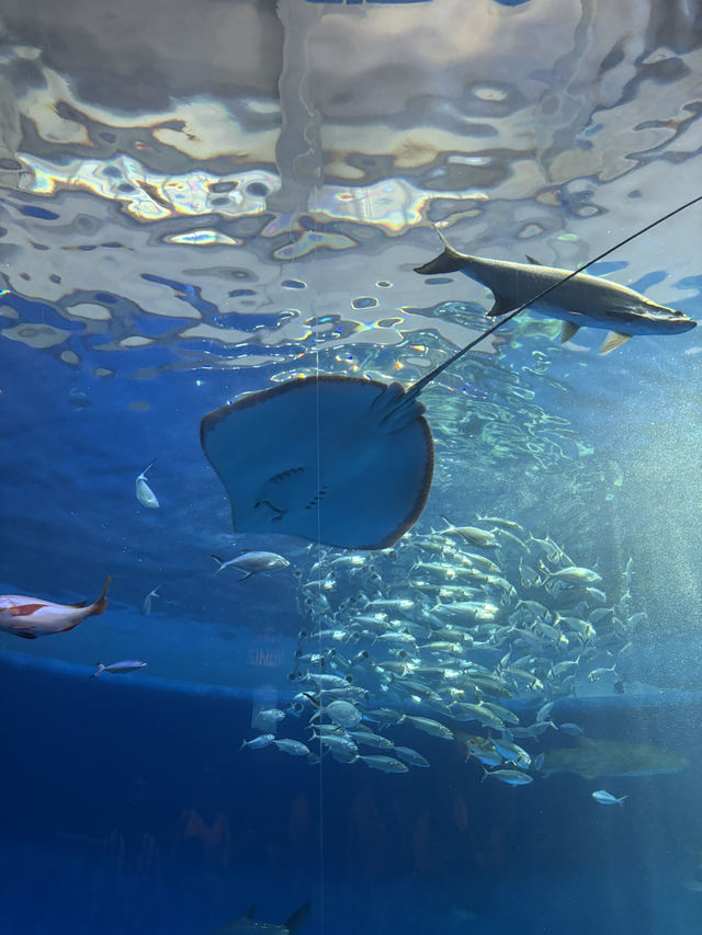 ★いまをときめく水族館★神戸須磨シーワールド