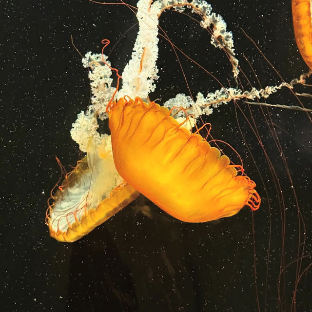  🌊 SEA Aquarium Singapore – Dive Into the Deep Blue 🐠🐟