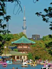 🇯🇵 Tokyo must visit: Ueno Park 🪷✨