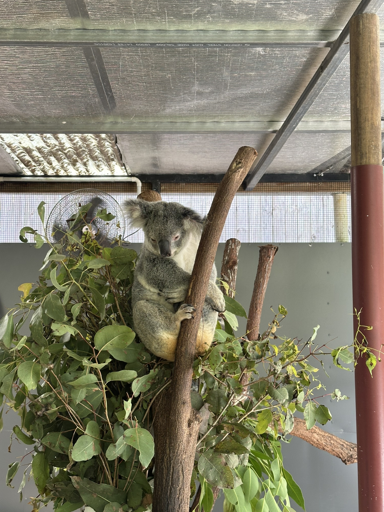 Cairns🇦🇺 Vườn gấu túi Kuranda🐨