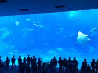 【沖縄・国頭郡】🦈美ら海水族館〜世界最大のジンベエザメが目の前〜