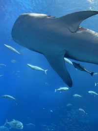 【沖縄】オススメスポット