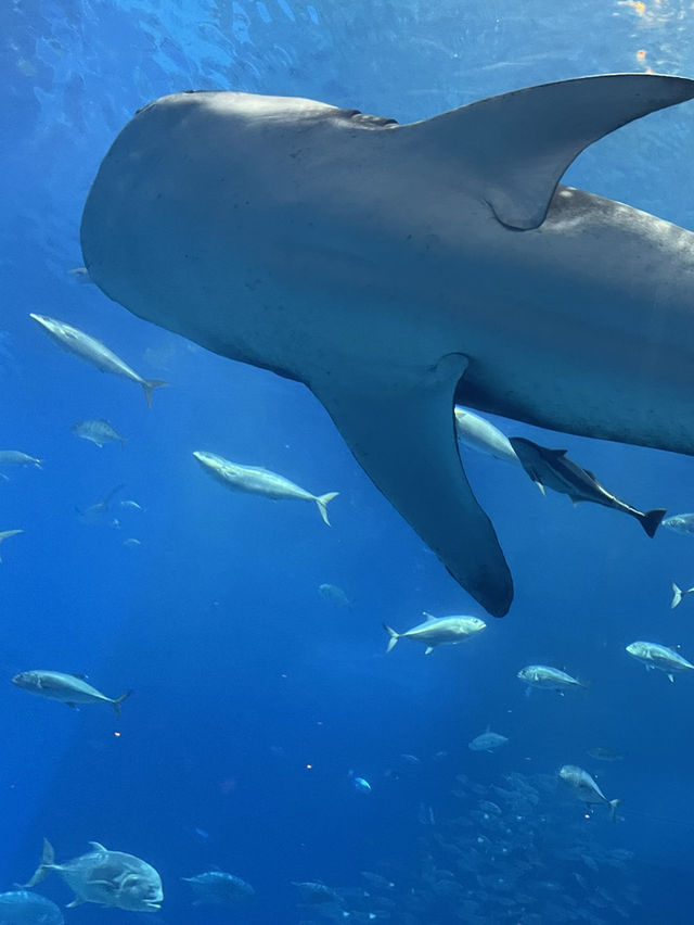 【沖縄】オススメスポット 【沖縄】オススメスポット