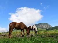 🏞️ 한라산 국립공원 – 제주의 심장을 품은 하늘정원