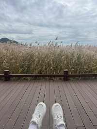 🍁 รีวิว Suncheonman Wetland