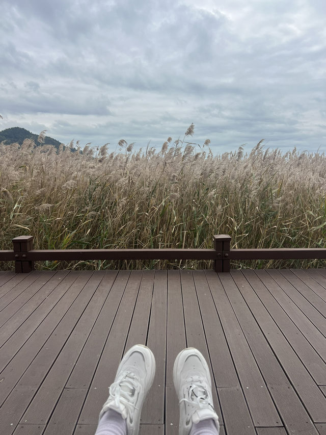 🍁 รีวิว Suncheonman Wetland
