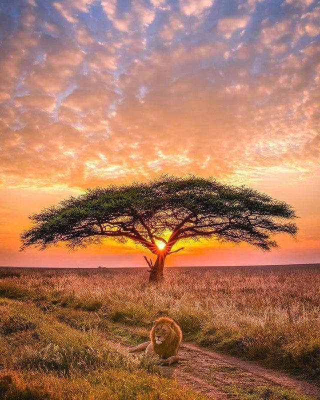 15-day luxury safari plan Zambia → Zimbabwe → Kenya → Tanzania,