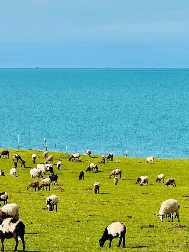Into the Wild Blue: My Journey to Qinghai Lake