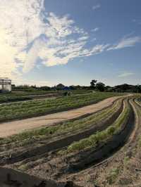 【淡路島】本物のコアラに間近で会える！秋の魅力たっぷりスポット