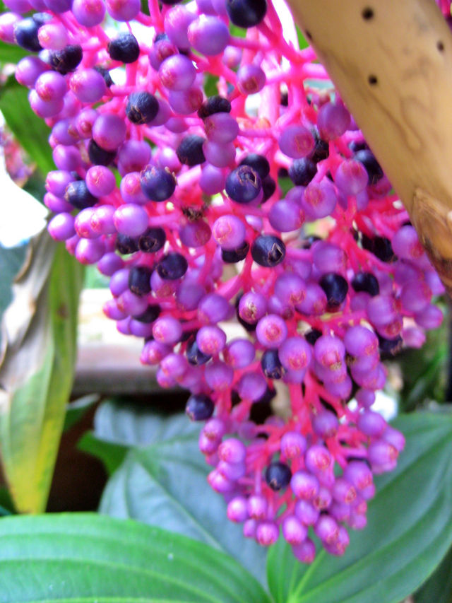 🌿 Cameron Highlands – A Cool Escape to Nature’s Garden ✨ 🌿 Cameron Highlands – A Cool Escape to Nature’s Garden ✨