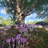 Royal Botanic Garden Edinburgh