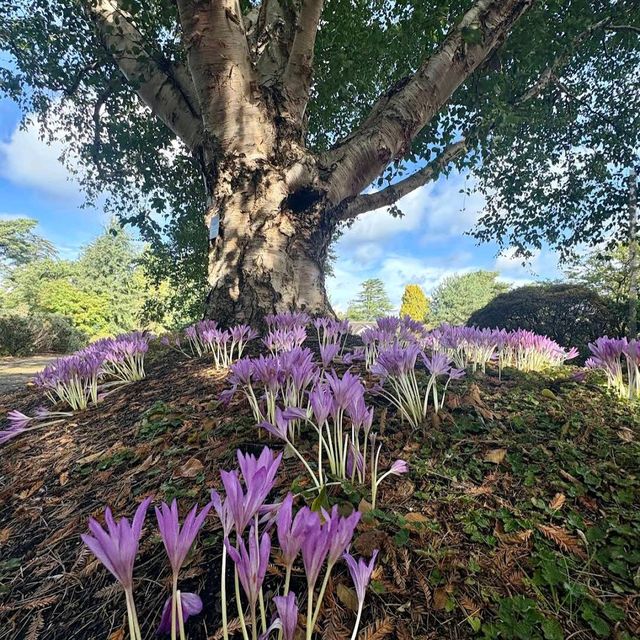 Royal Botanic Garden Edinburgh