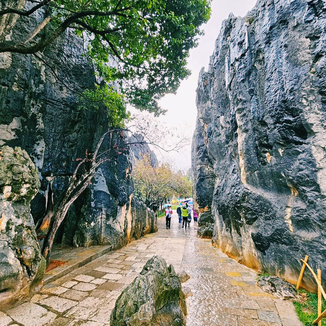 Nature’s Sculpture: Shilin Stone Forest