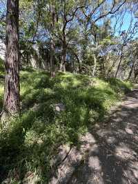 🌳 探訪「總理森林步道Prime Ministers’ Walk」：城市中的森林漫遊