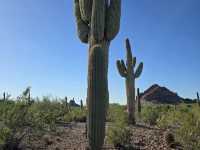 Desert Botanical Garden