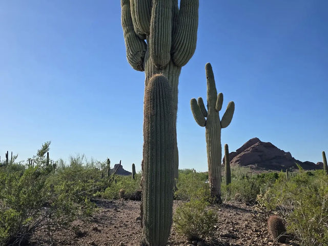 Desert Botanical Garden