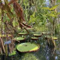 Brooklyn Botanic Garden