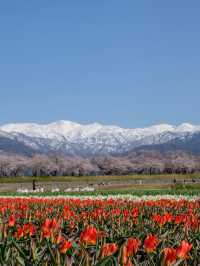 สวยตรงปกไม่จกตา ต้อง Toyama Asahi funakawa 