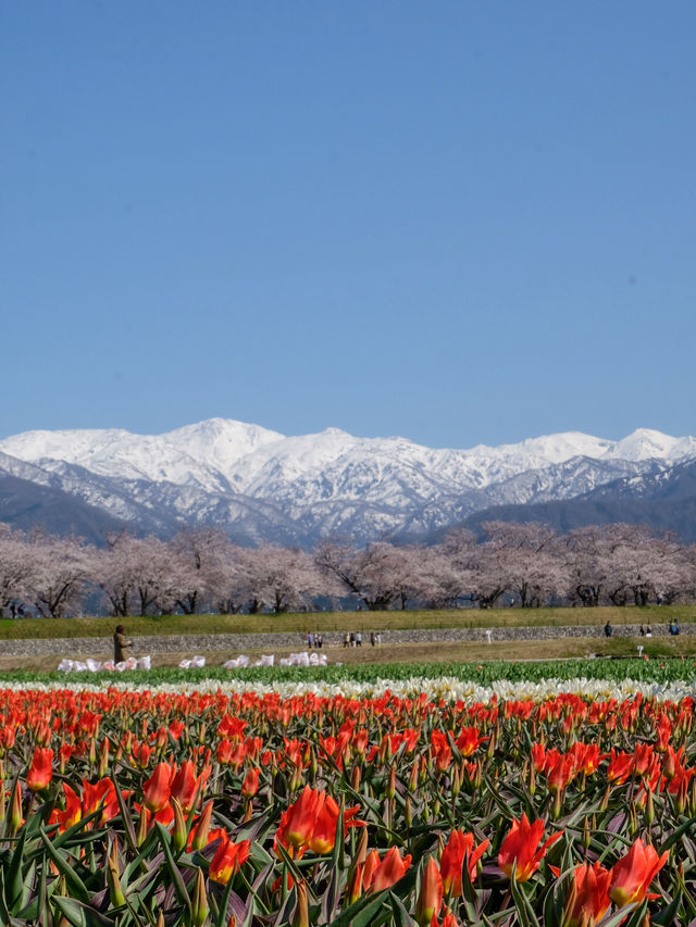 สวยตรงปกไม่จกตา ต้อง Toyama Asahi funakawa 