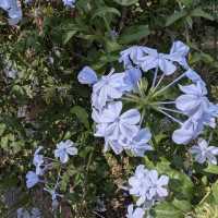 Jardim Botânico da Ajuda