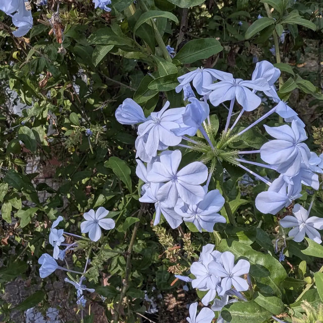 Jardim Botânico da Ajuda