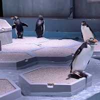 【北海道/札幌🇯🇵】都市の真ん中に現れた、夜まで楽しめるアート🐟 AOAO SAPPORO