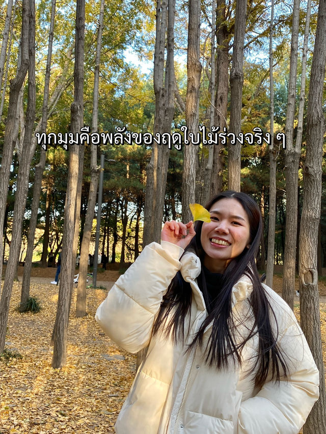 Seoul Forest ในวันที่ใบไม้เปลี่ยนสี